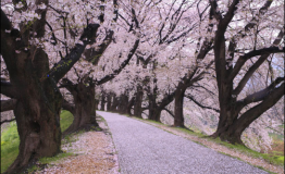 烟花三月你需要一场邮轮之旅