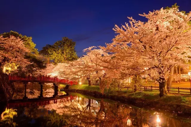 今年日本最美的樱花,都在这里了!