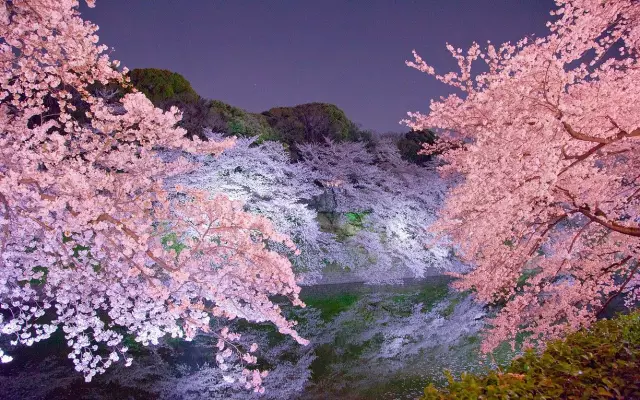 今年日本最美的樱花,都在这里了!