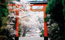 今年日本最美的樱花，都在这里了！