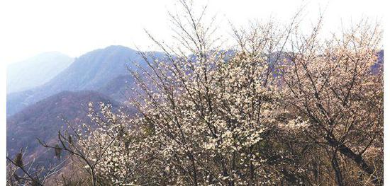 随州大洪山迎来最美赏花季 万株樱花齐盛放