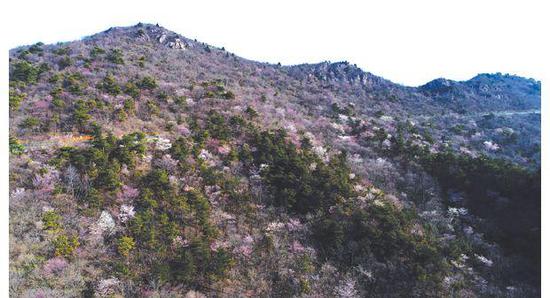 随州大洪山迎来最美赏花季 万株樱花齐盛放