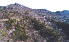 随州大洪山迎来最美赏花季 万株樱花齐盛放