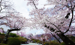 为满足访日外国游客的赏花需求举办“SAKURA活动”!