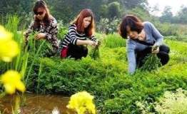户外出游 采摘野菜需谨慎