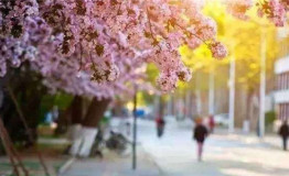 人间四月芳菲正浓 花海梦境等你来寻