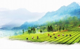 春意正浓茶正香 采茶制茶正当时