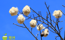 海口“白木棉”开花啦！