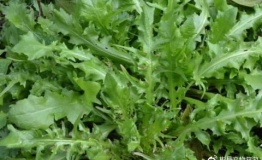 春季食味鲜 畅游彬县 拎着笼儿挖野菜