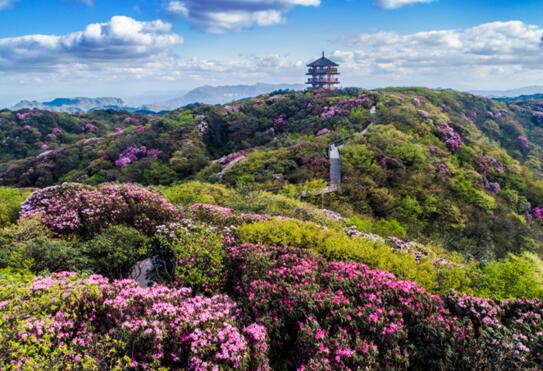 穿梭在金佛山杜鹃花海中的小火车
