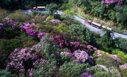 穿梭在金佛山杜鹃花海中的小火车