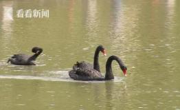 公园一只黑天鹅不见了 竟被小偷拿回家炖萝卜吃