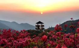 大围山杜鹃花开红了！！！
