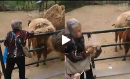 动物园回应“老太薅骆驼毛”：骆驼正脱毛 不会造成伤害