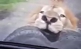 一家人开车去自然保护区游玩 狮子咬住车胎不肯松口