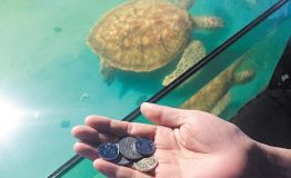 长沙烈士公园游客随手扔硬币 生生噎死大海龟