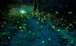 “天开花海”萤火虫观赏区，现实与梦幻的交织