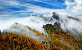 国庆哪里游，来白石山体验红桦“枫”情