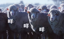 老驴友畅聊澳洲剪羊毛和一款好车垫对于旅行的意义