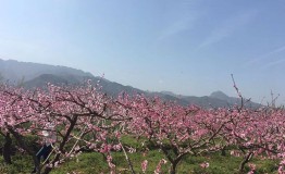 长安这个地方，承包了一整个春天的美