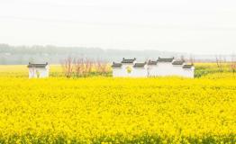 2018封丘油菜花盛开，第二届油菜花生态旅游节盛大开园