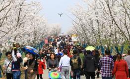 吸引百万游客，句容·别克2018第五届国际樱花节顺利举办