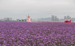 “粽”情端午，无限欢乐，连理岛花海迎客