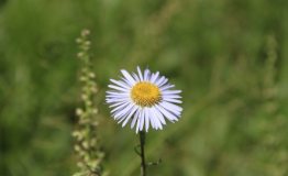 京北草原大汗行宫——花的季节