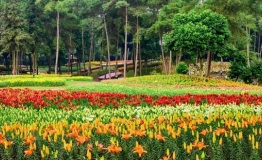 石象湖百合花盛开，醉美花海邀你体验生活之美