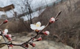 踏青赏花清凉谷 长城诗会聚群英