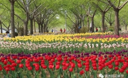 百花皆为媒·相约银杏园—中华银杏园首届花朝节在郯城胜利启幕